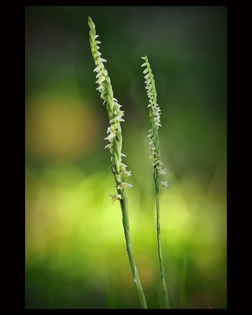 Autumn Lady's-tresses